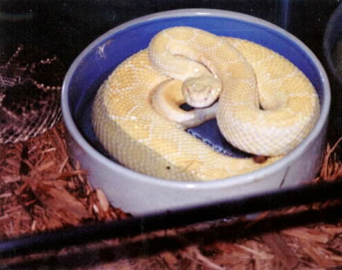 Male Albino Western 2.jpg [35 Kb]